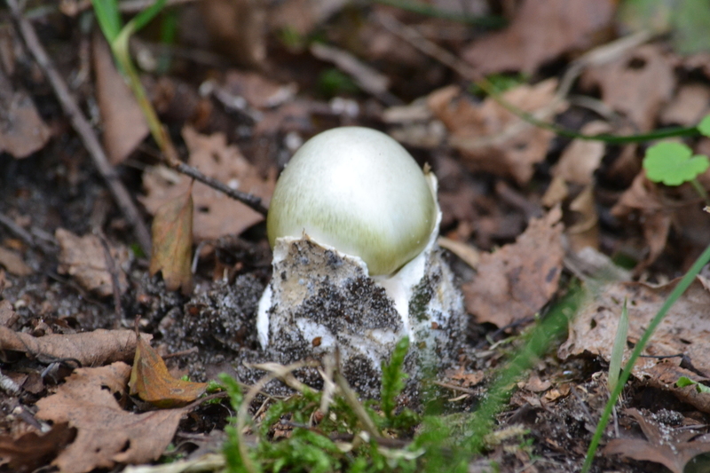 Groene knolamaniet (Amanita phalloides)
