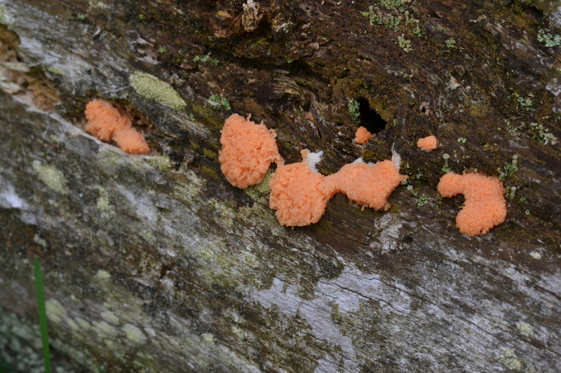 Rossig buiskussen (Tubulifera arachnoidea)