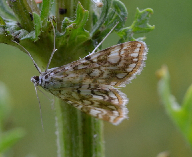 Waterleliemot (Elophila nymphaeata)