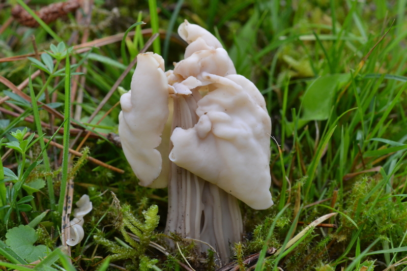 Witte kluifzwam (Helvella crispa).