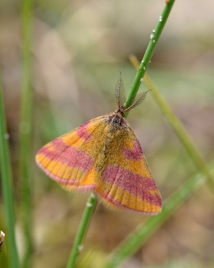 Zuringspanner (Lythria cruentaria)