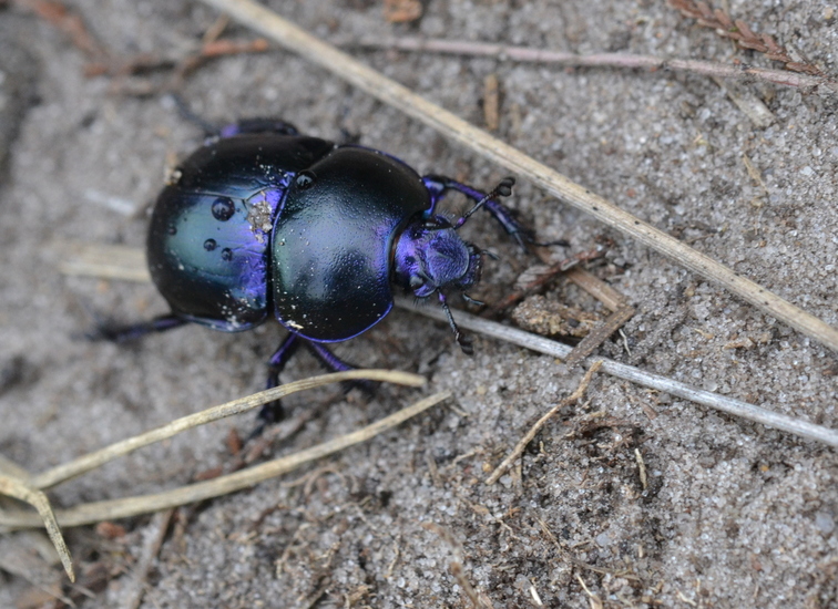 Gewone Mestkever (Geotrupes stercorarius)