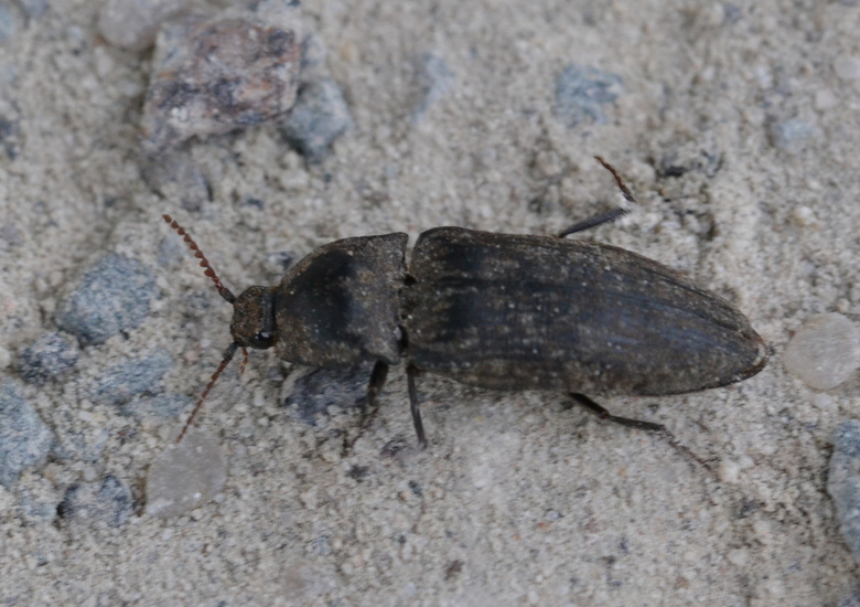 Muisgrijze kniptor (Agrypnus murinus)