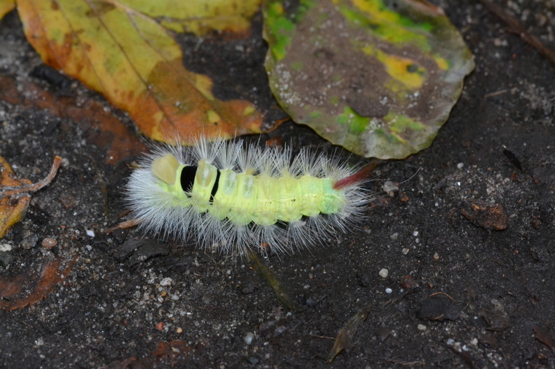 Meriansborstel (Calliteara pudibunda)