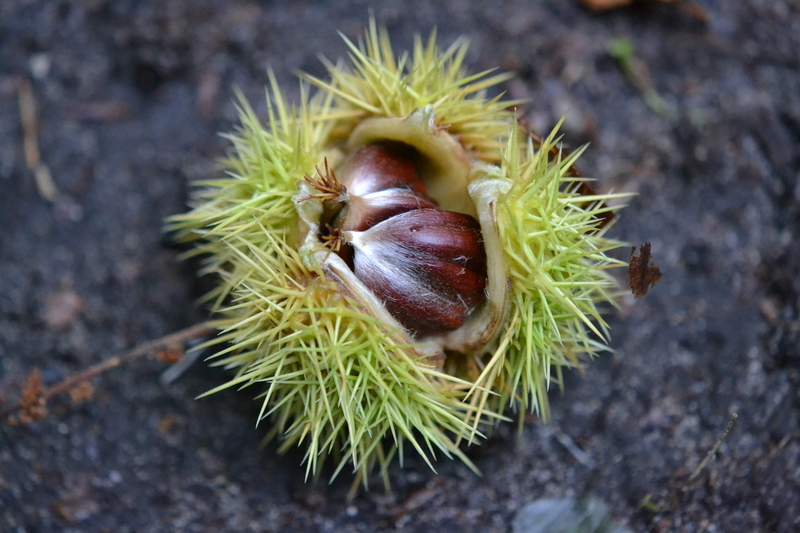 Tamme kastanje (Castanea sativa)