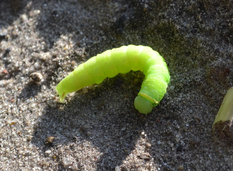 Rups van de zilveren groenuil (pseudoips prasinana)