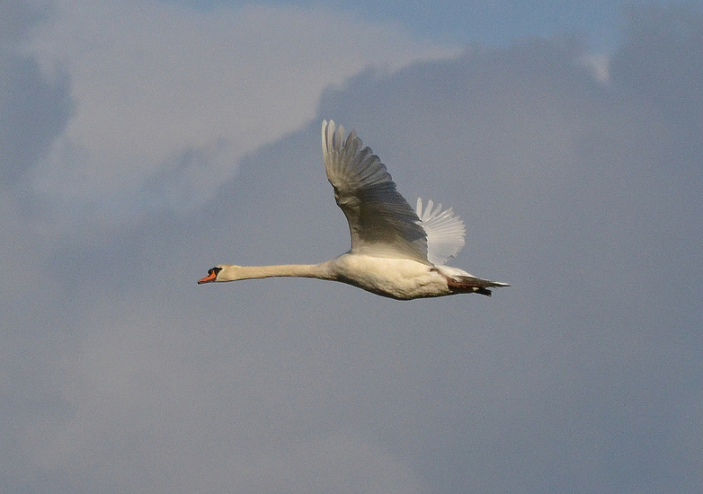 Knobbelzwaan (Cygnus olor)