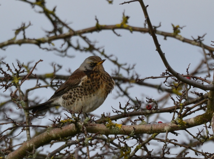 Kramsvogel (Turdus pilaris)