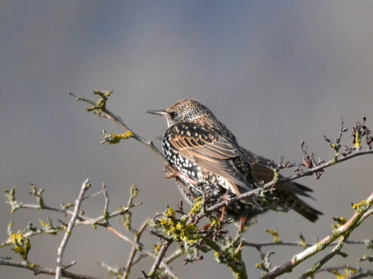 Spreeuw (Sturnus vulgaris)