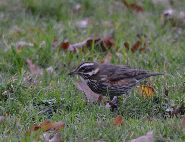 Koperwiek (Turdus iliacus)