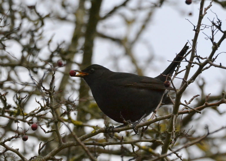 Merel (Turdus merula)