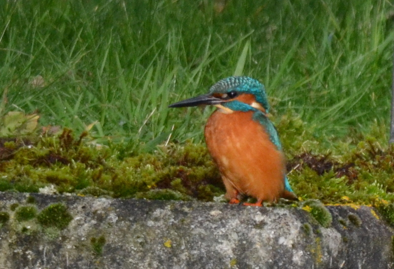 IJsvogel (Alcedo atthis)