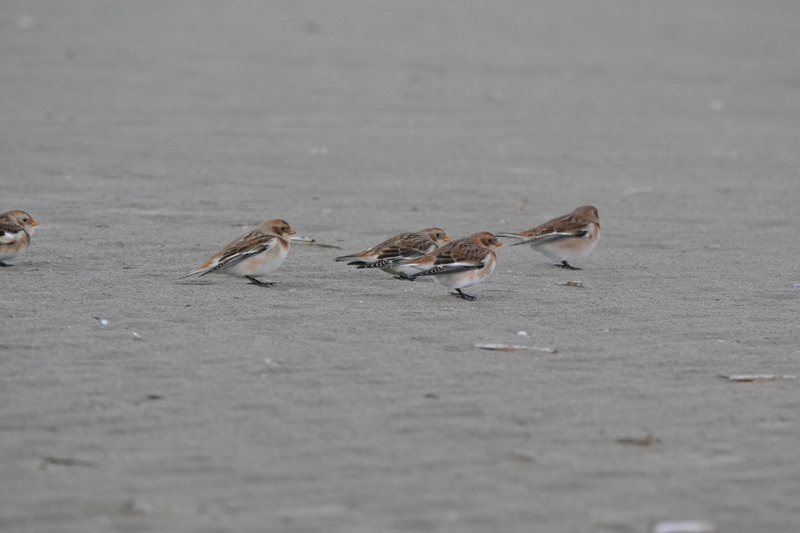 Sneeuwgors (Plectrophenax nivalis)