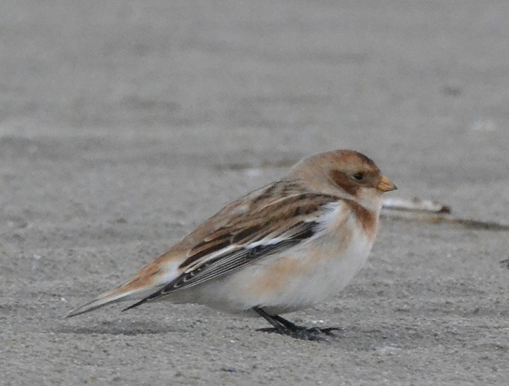 Sneeuwgors (Plectrophenax nivalis)
