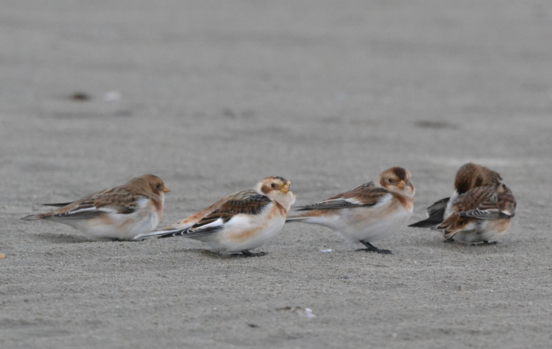 Sneeuwgors (Plectrophenax nivalis)