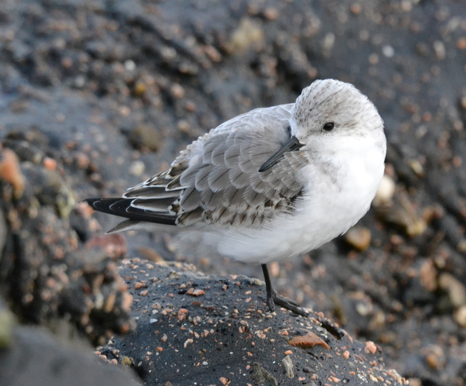 Drieteenstrandloper (Calidris alba)