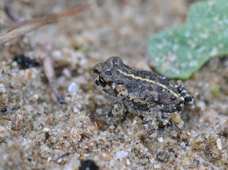 Rugstreeppad (Epidalea calamita)
