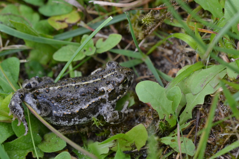 Rugstreeppad (Epidalea calamita)