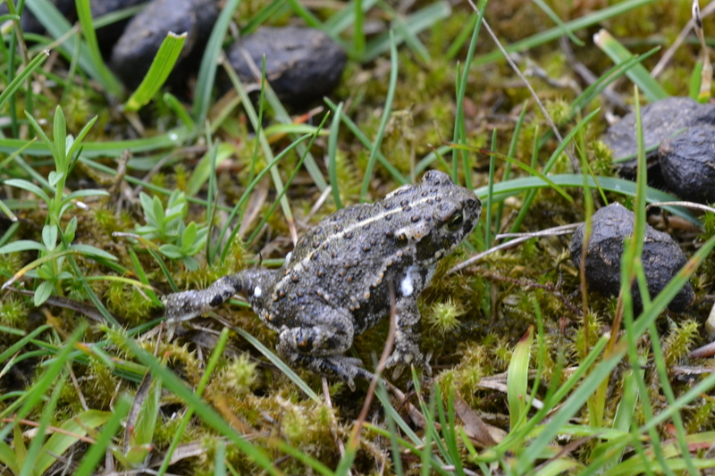 Rugstreeppad (Epidalea calamita)