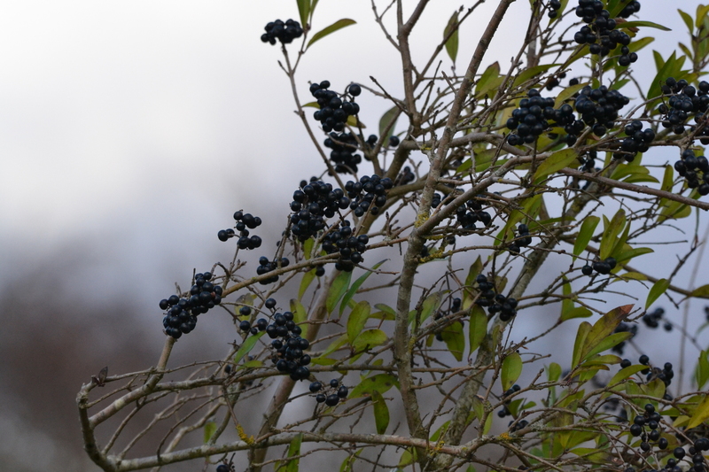 Wilde liguster (Ligustrum vulgare)