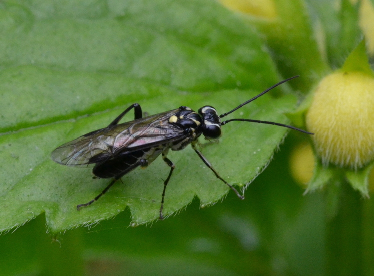 Bladwesp (Pachyprotasis rapae).