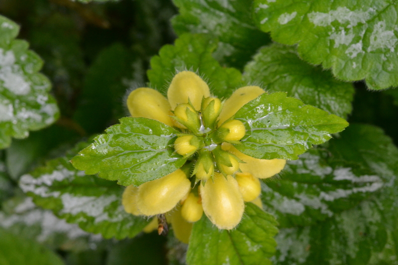 Bonte gele dovenetel (Lamium galeobdolon).