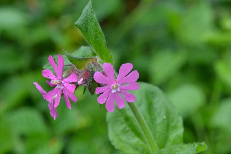 Dagkoekoeksbloem (Silene dioica).