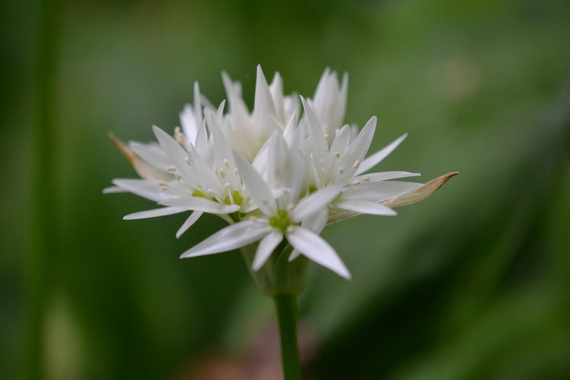 Daslook (Allium ursinum).