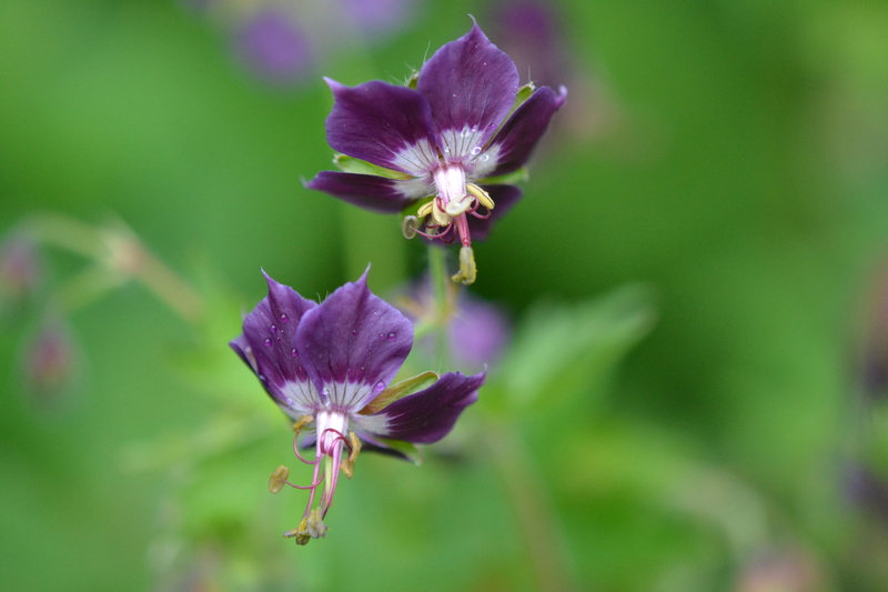 Donker ooievaarsbek (Geranium phaeum).