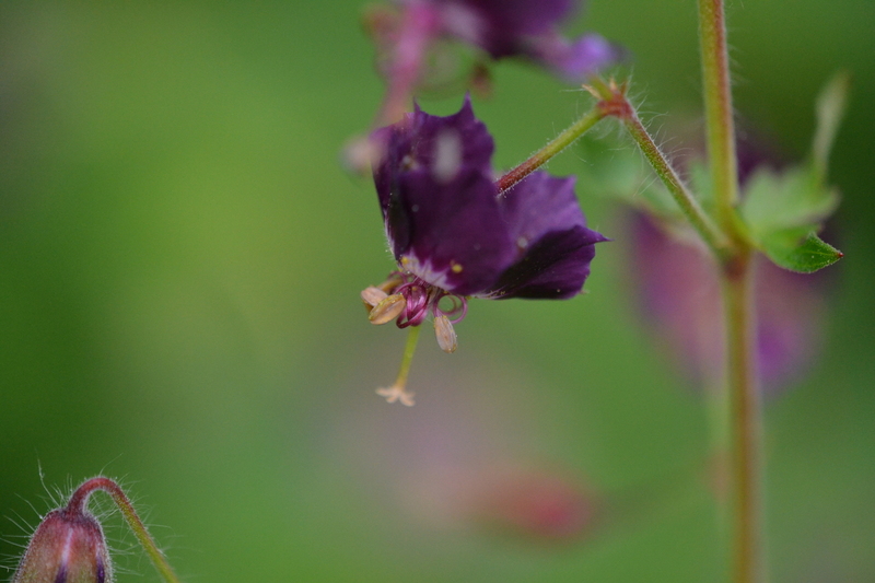 Donker ooievaarsbek (Geranium phaeum).