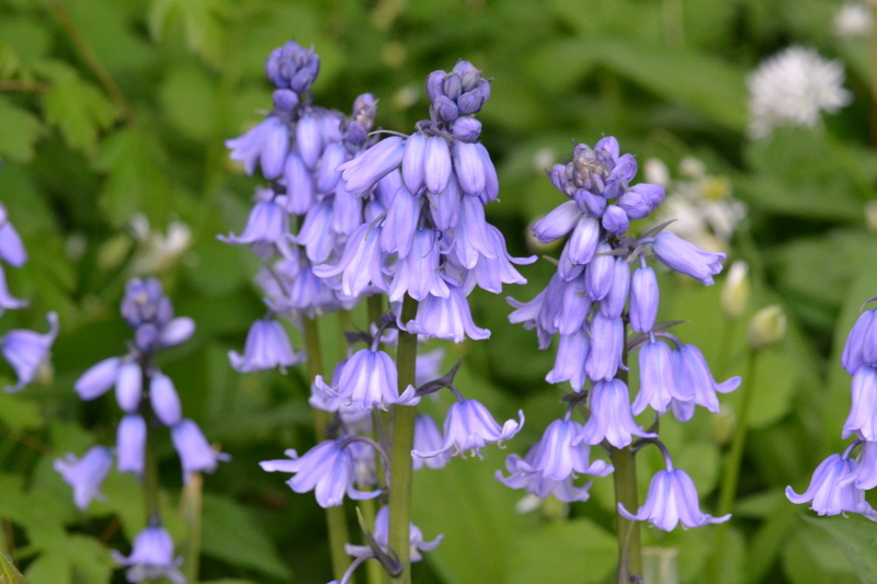 Wilde- of boshyacint (Hyacinthoides non-scripta).