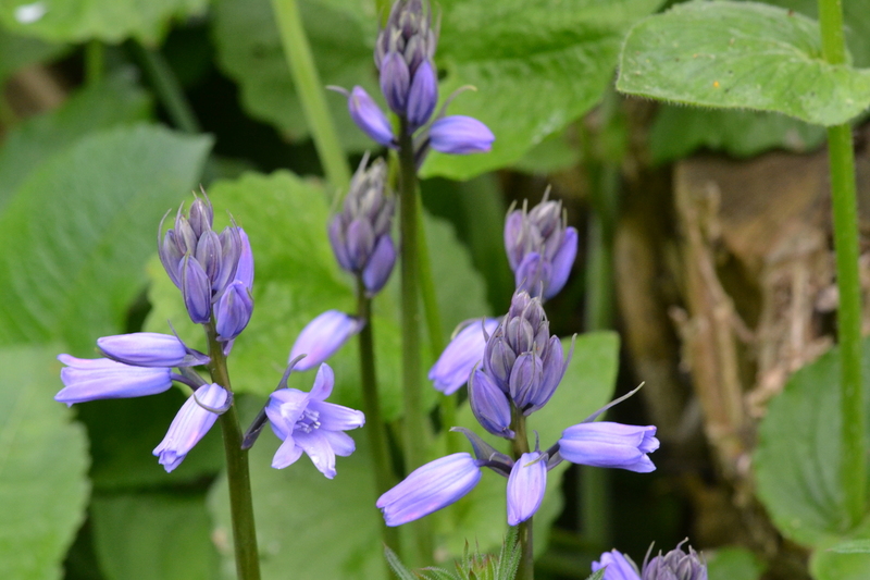 Wilde- of boshyacint (Hyacinthoides non-scripta).