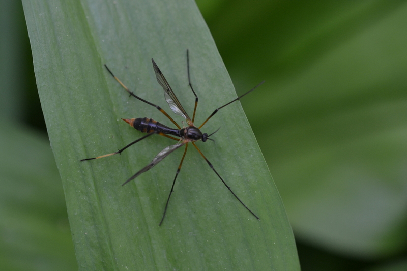 Glansmug, (Ptychoptera albimana)
