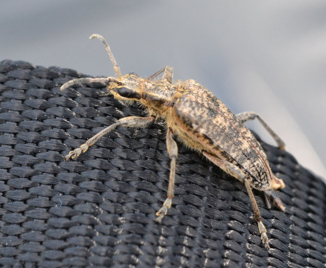 Grijze ribbelboktor - Rhagium inquisito.