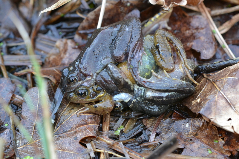 Bruine kikker (Rana temporaria).