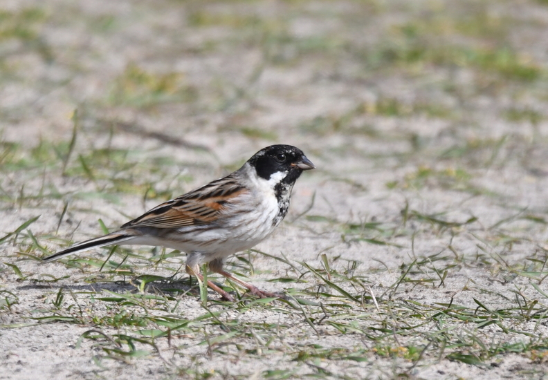 Rietgors (m)(Emberiza schoeniclus)