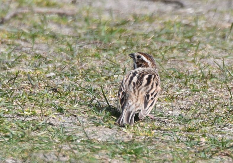 Rietgors (v) (Emberiza schoeniclus)