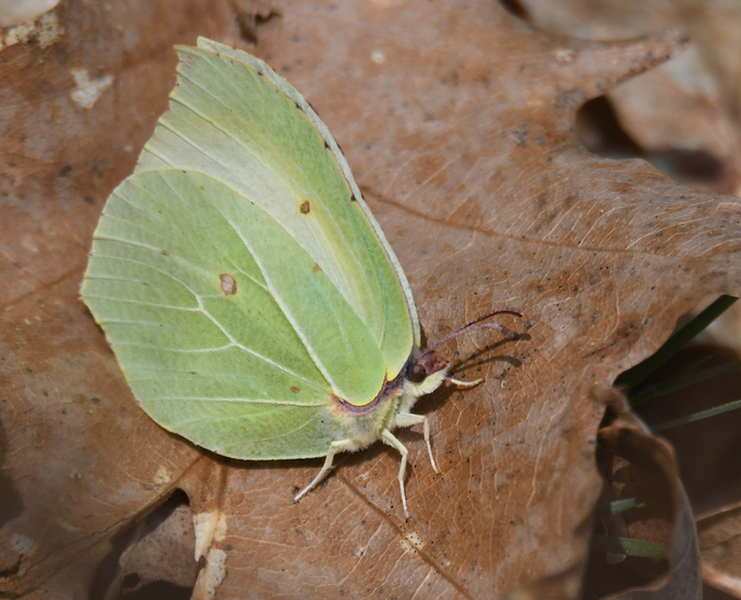 Citroenvlinder (Gonepteryx rhamni)