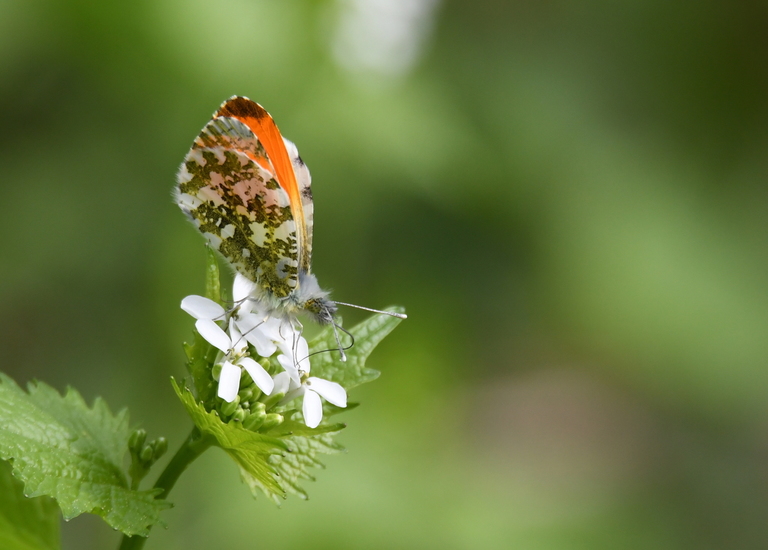 Oranjetipje (Anthocharis cardamines)