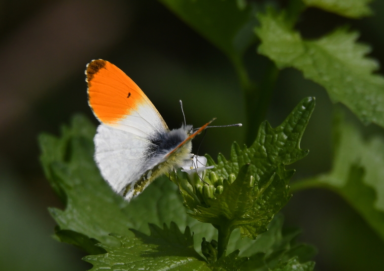 Oranjetipje (Anthocharis cardamines)