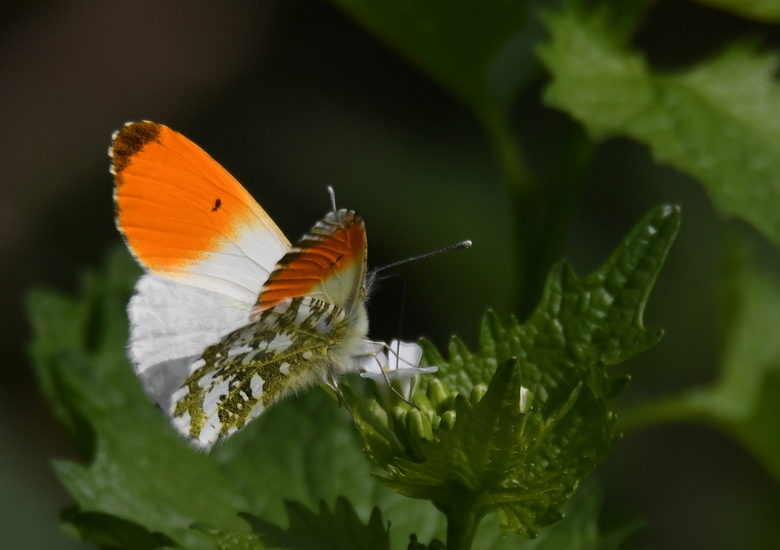 Oranjetipje (Anthocharis cardamines)