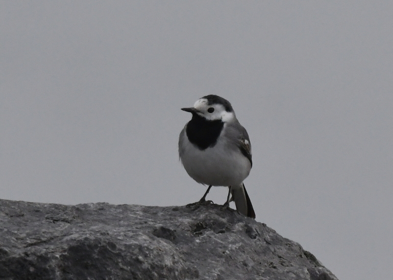 Witte kwikstaart (Motacilla alba)