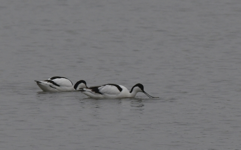 Kluut (Recurvirostra avosetta)