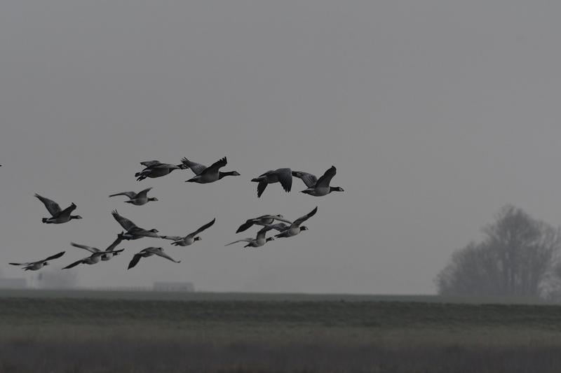 Brandgans (Branta leucopsis)