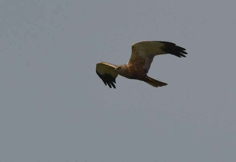 Bruine kiekendief (Circus aeruginosus)