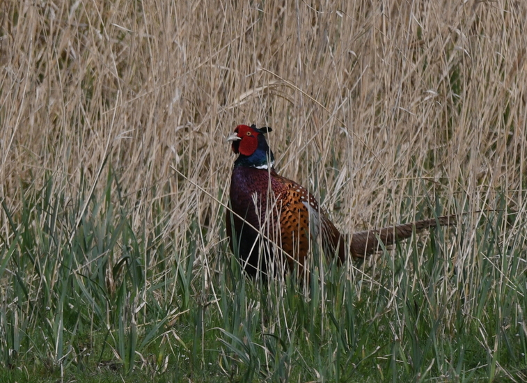 Fazant (Phasianus colchicus)