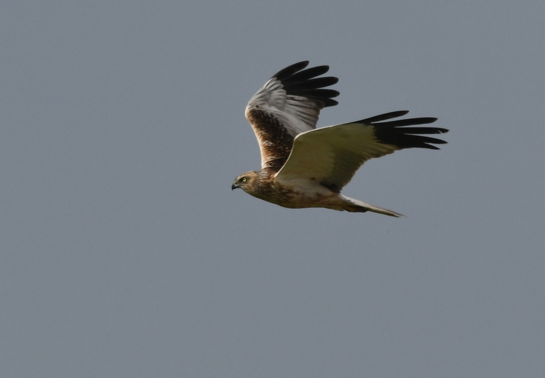 Bruine kiekendief (Circus aeruginosus)