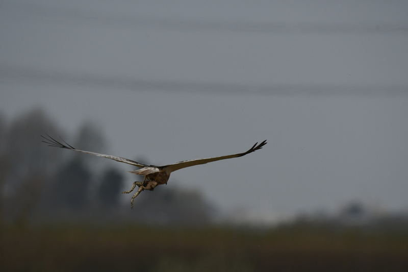 Bruine kiekendief (Circus aeruginosus)