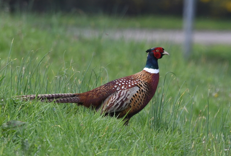 Fazant (Phasianus colchicus)