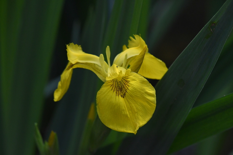 Gele lis (Iris pseudacorus)
